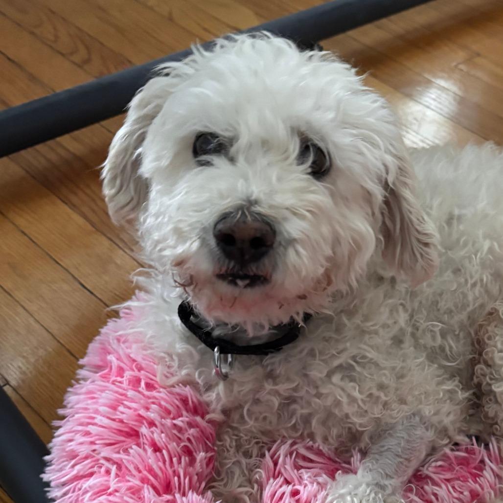 Donald, an adopted Mixed Breed in Chicago, IL image 5/5