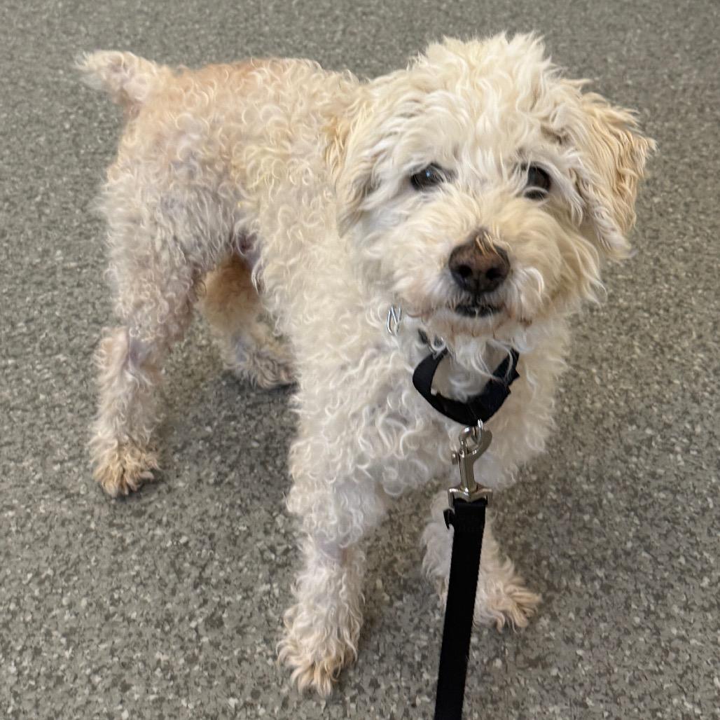 Donald, an adopted Mixed Breed in Chicago, IL image 2/5