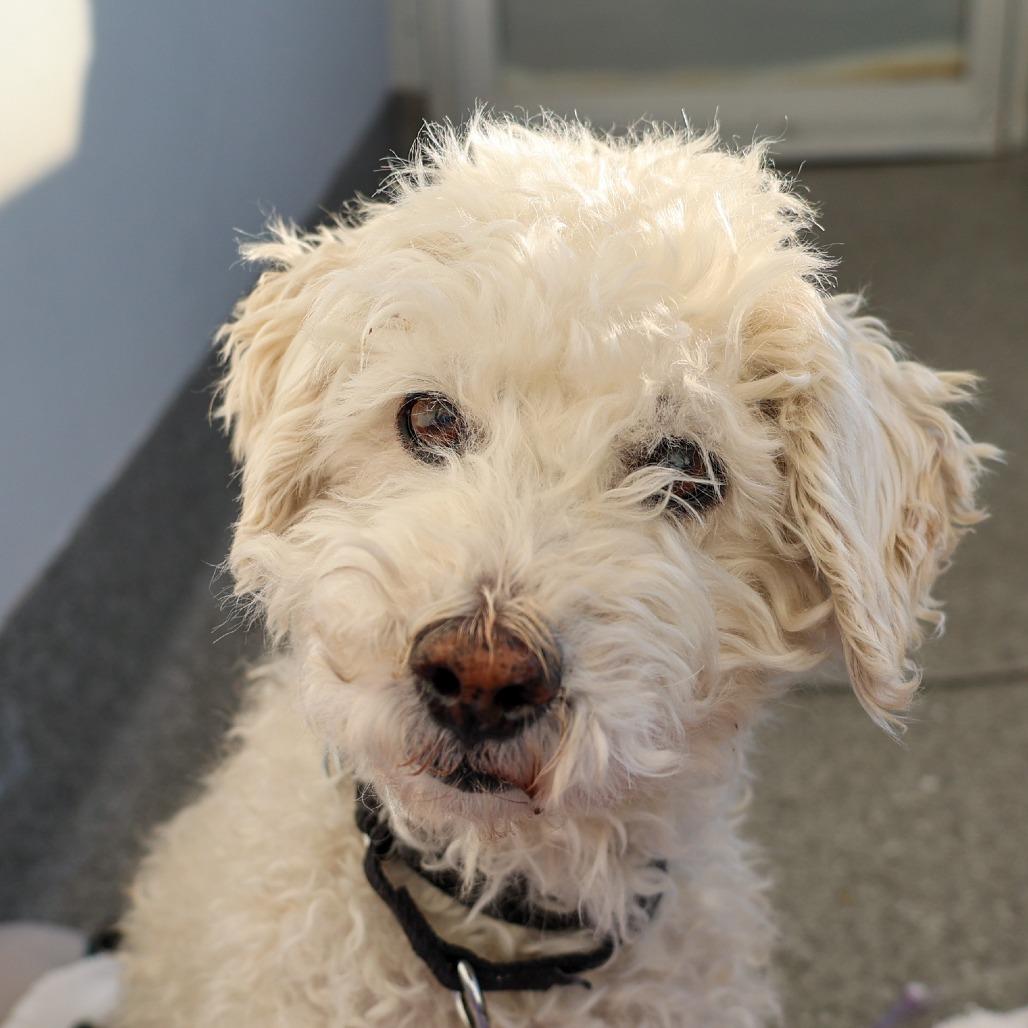 Donald, an adopted Mixed Breed in Chicago, IL image 3/5