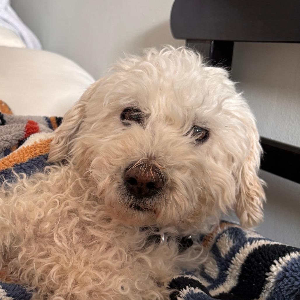 Donald, an adopted Mixed Breed in Chicago, IL image 4/5