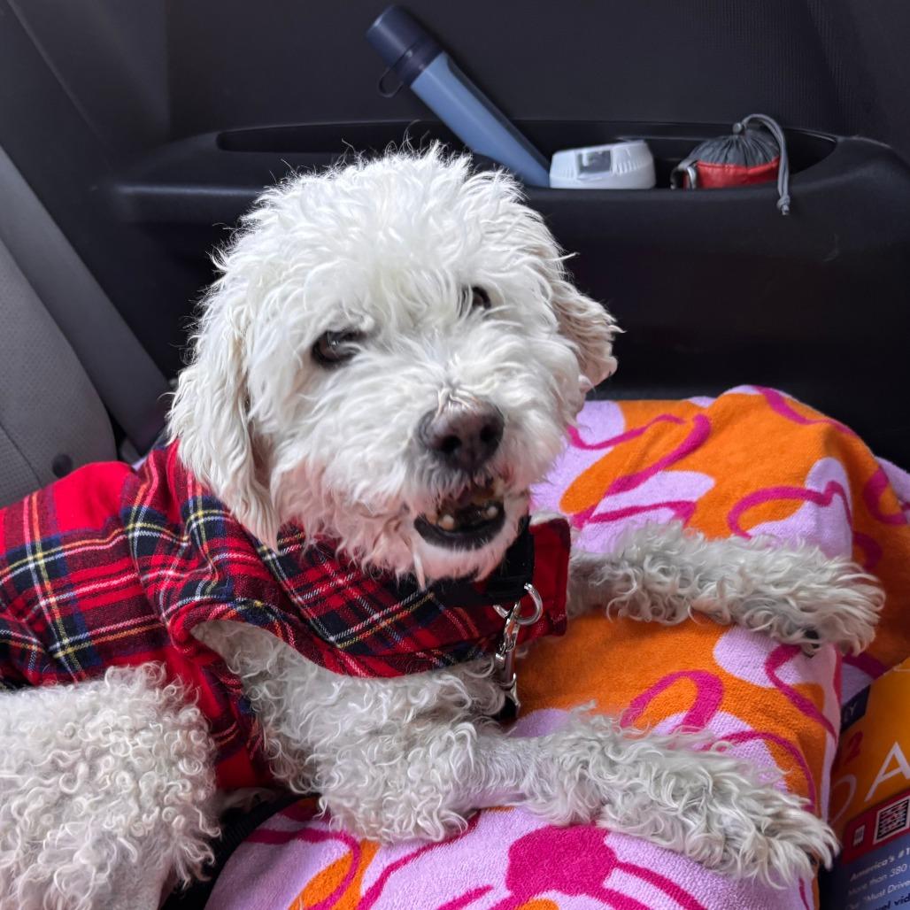 Donald, an adopted Mixed Breed in Chicago, IL image 1/5