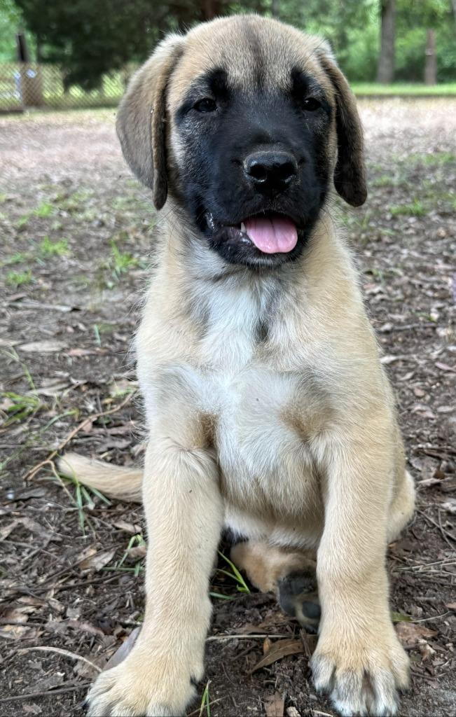 Bandit, Adopted, Puppy Male Mastiff & Boxer.
