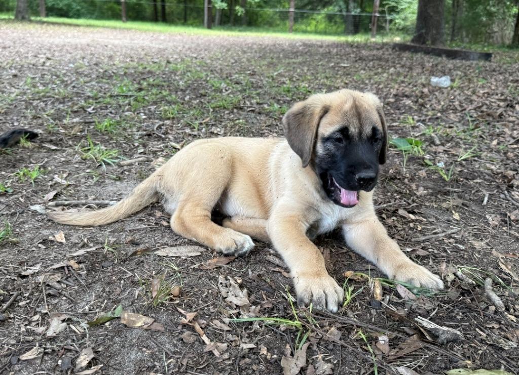 Enlarge Bandit, a Adopted mixed breed in Waynesville, GA image 4/5