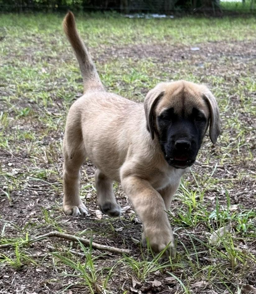 Enlarge Bandit, a Adopted mixed breed in Waynesville, GA image 5/5
