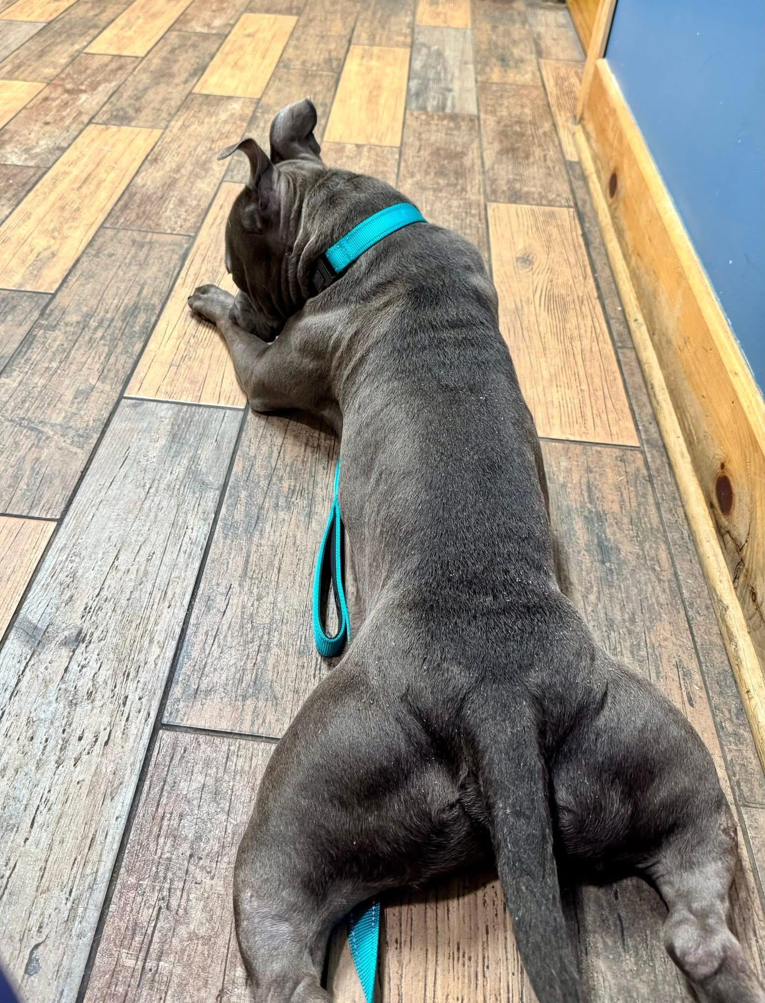Enlarge Chunks, an adopted mixed breed in Cohoes, NY image 3/5