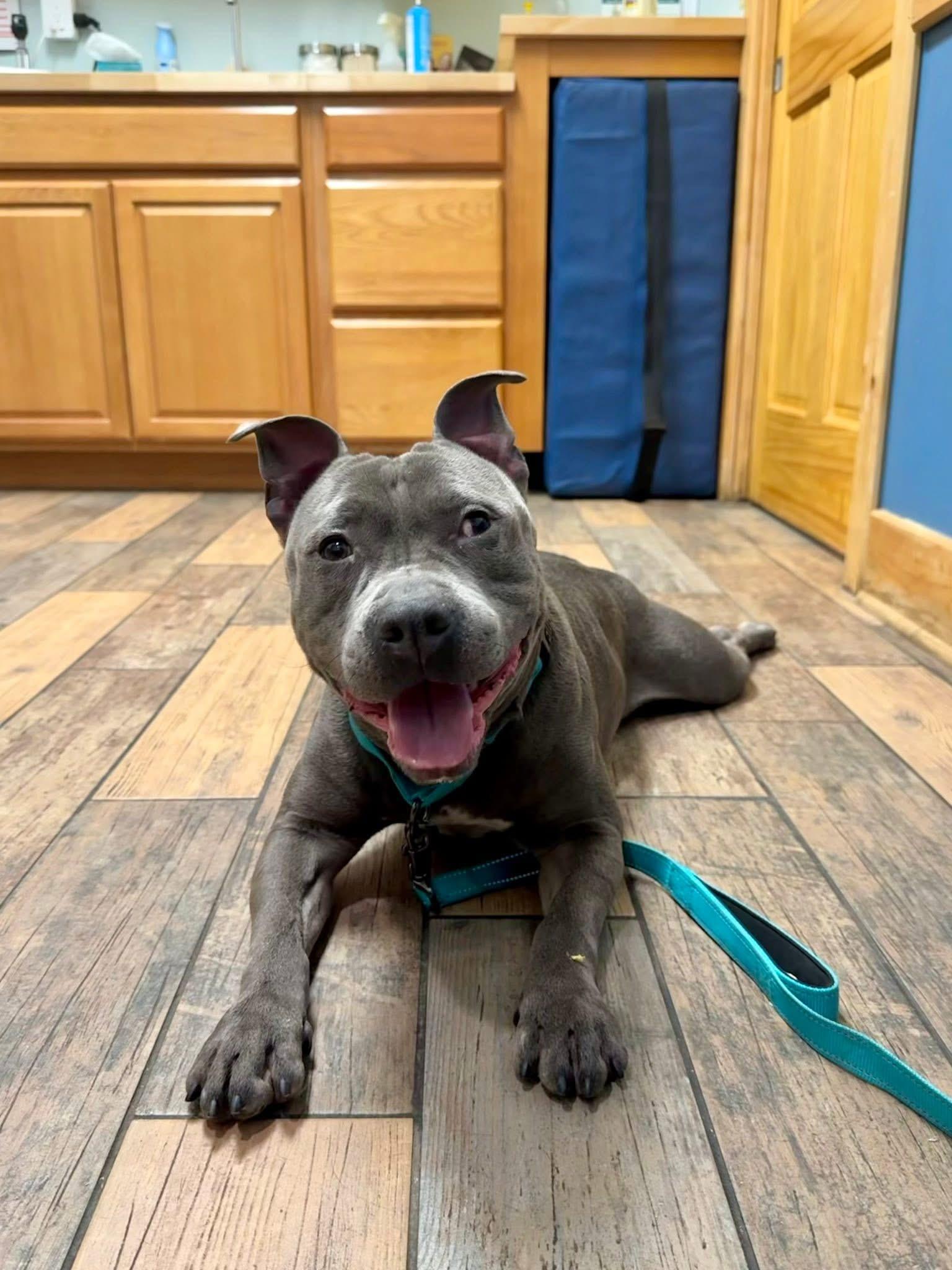 Enlarge Chunks, an adopted mixed breed in Cohoes, NY image 2/5