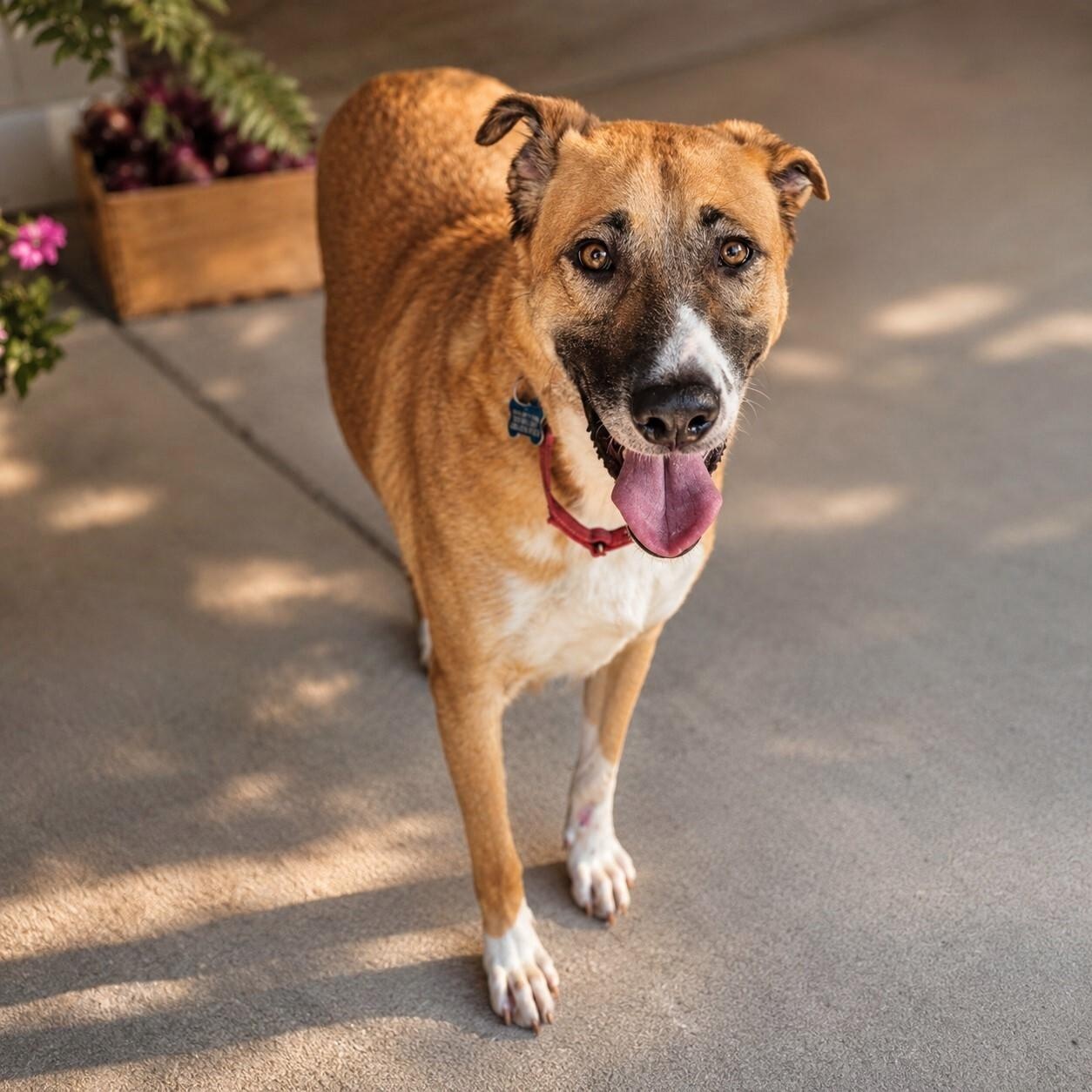 Gabriel, a Adoptable mixed breed in Helena, AL image 1/5