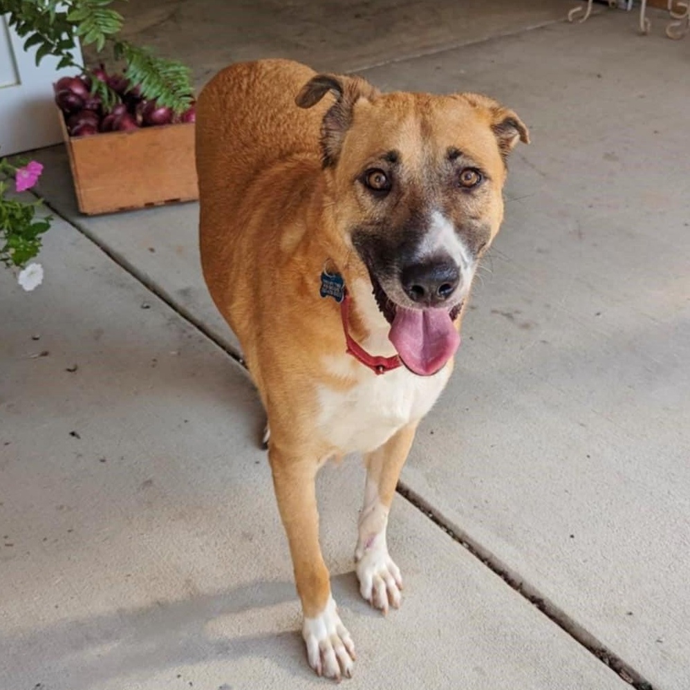 Gabriel, a Adoptable mixed breed in Helena, AL image 4/5