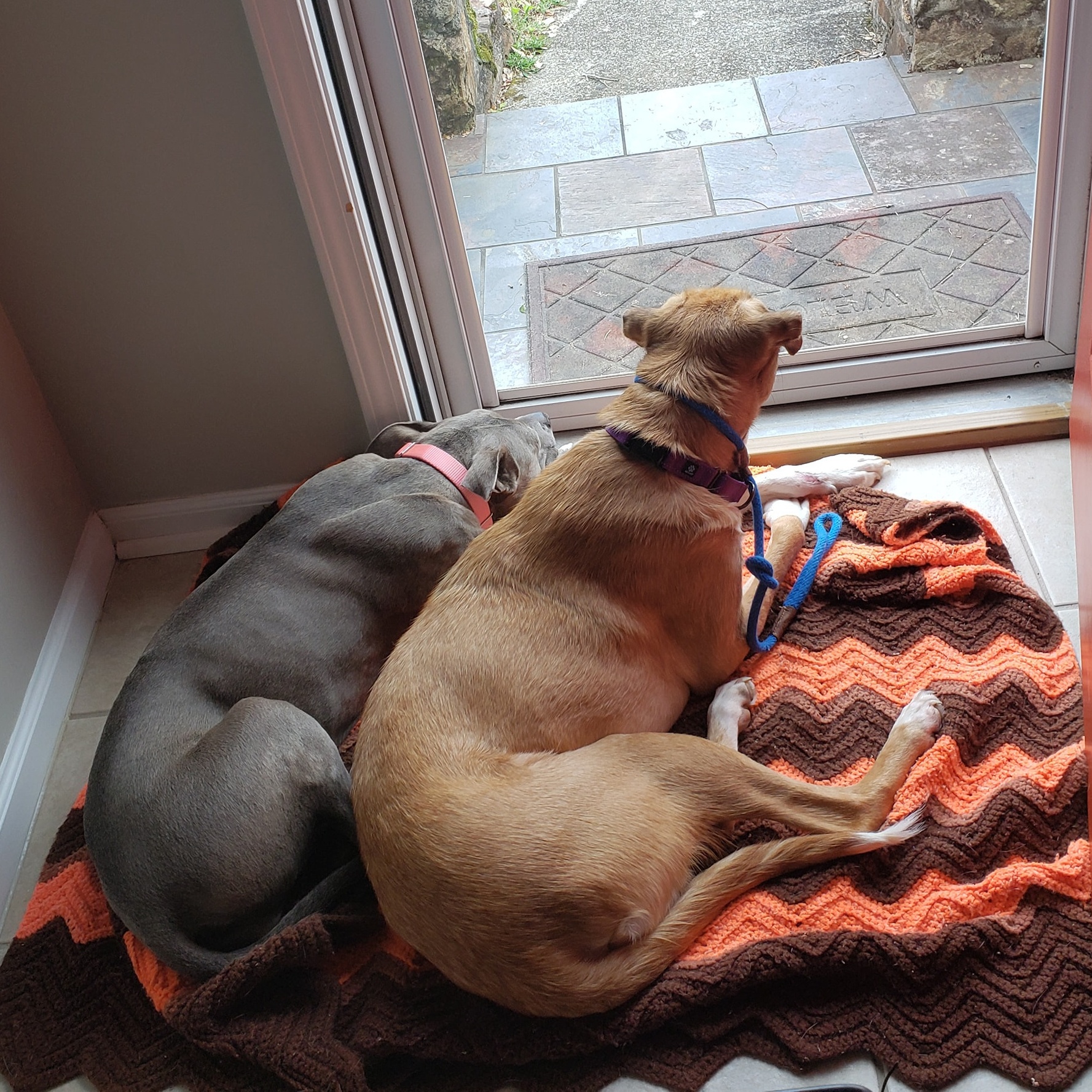 Gabriel, a Adoptable mixed breed in Helena, AL image 3/5