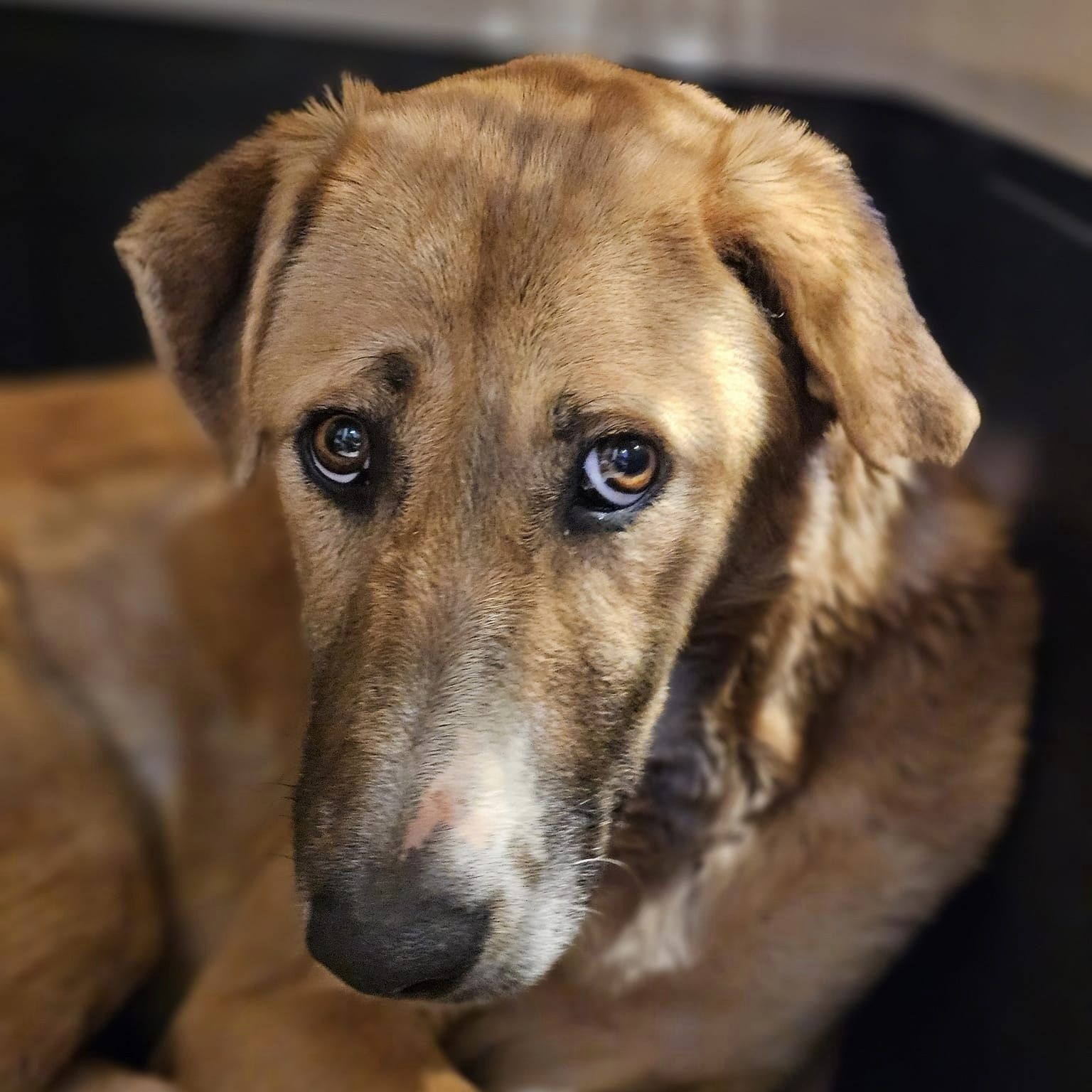 Gabriel, a Adoptable mixed breed in Helena, AL image 5/5