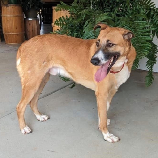 Gabriel, a Adoptable mixed breed in Helena, AL image 2/5