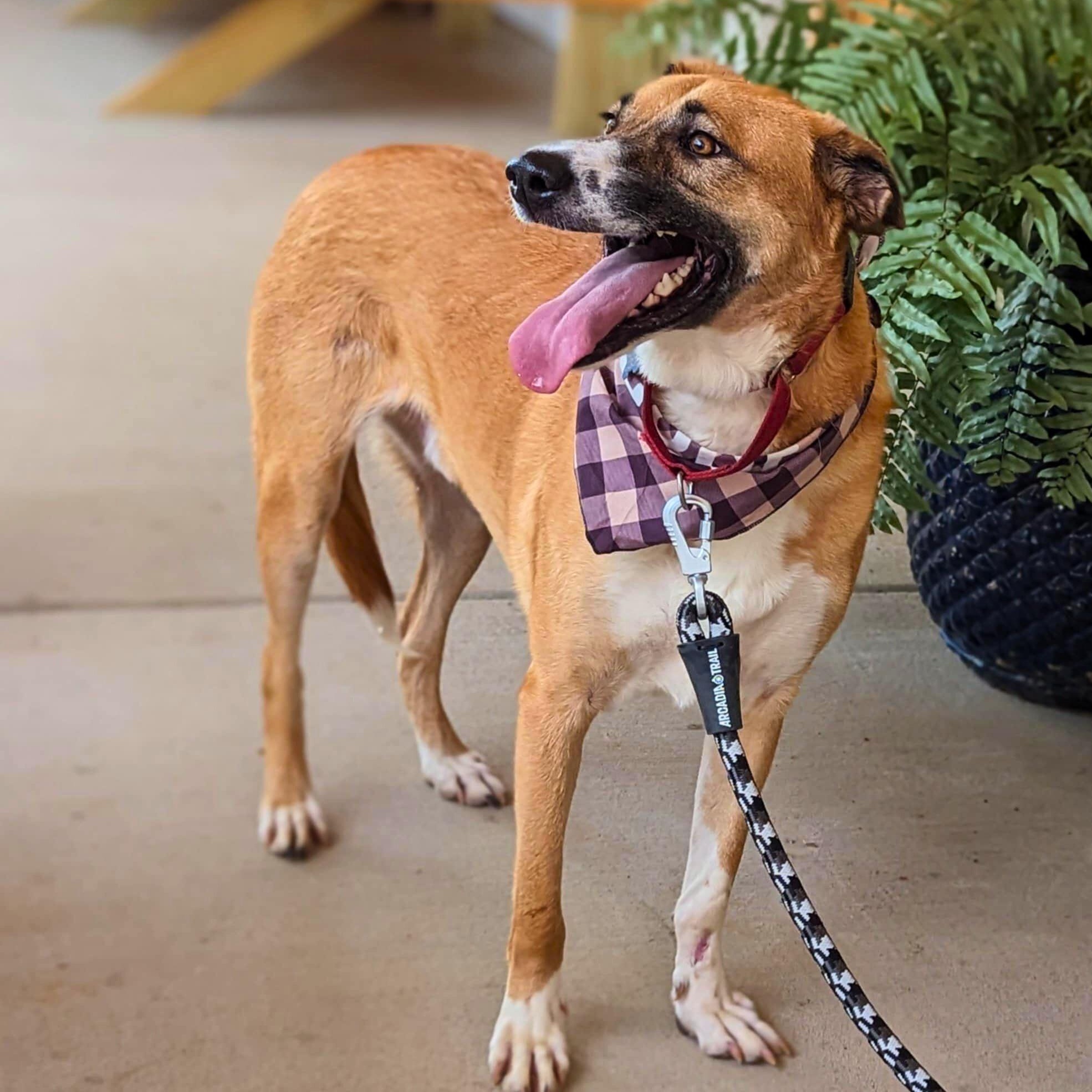 Gabriel, Adoptable, Adult Male Canaan Dog.