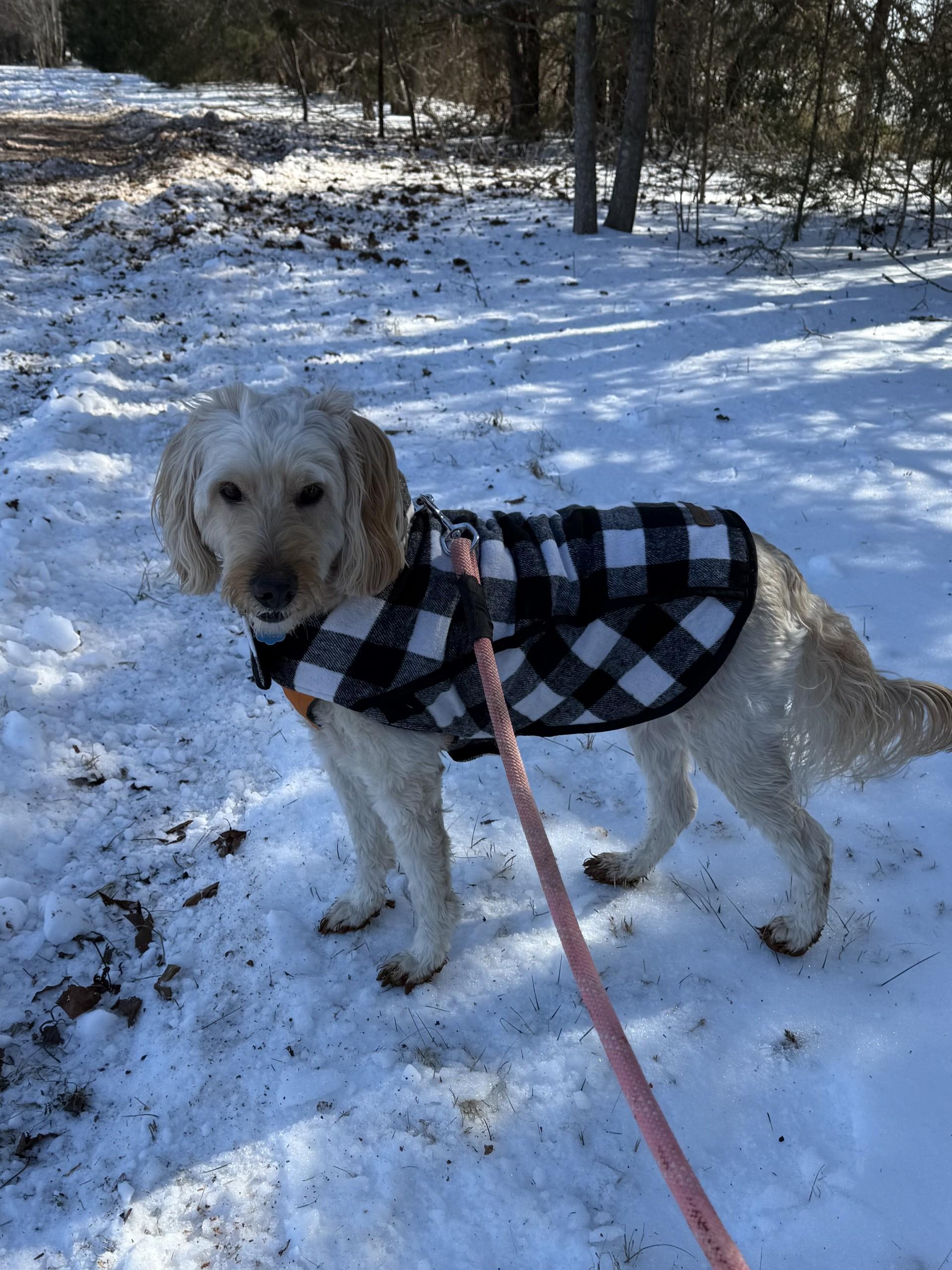 Enlarge Watson, an adopted Goldendoodle in Salisbury, NC image 4/5