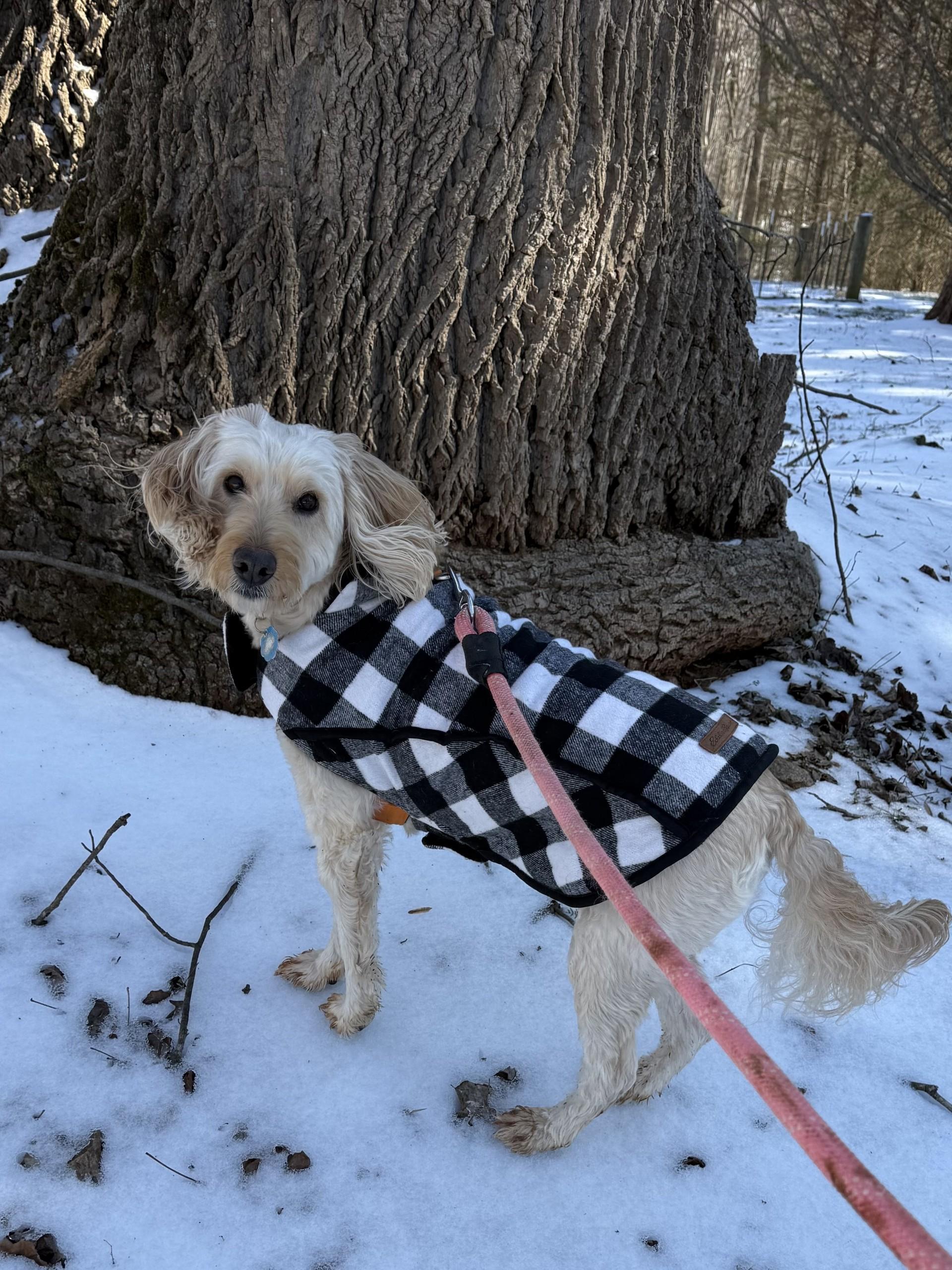 Enlarge Watson, an adopted Goldendoodle in Salisbury, NC image 5/5