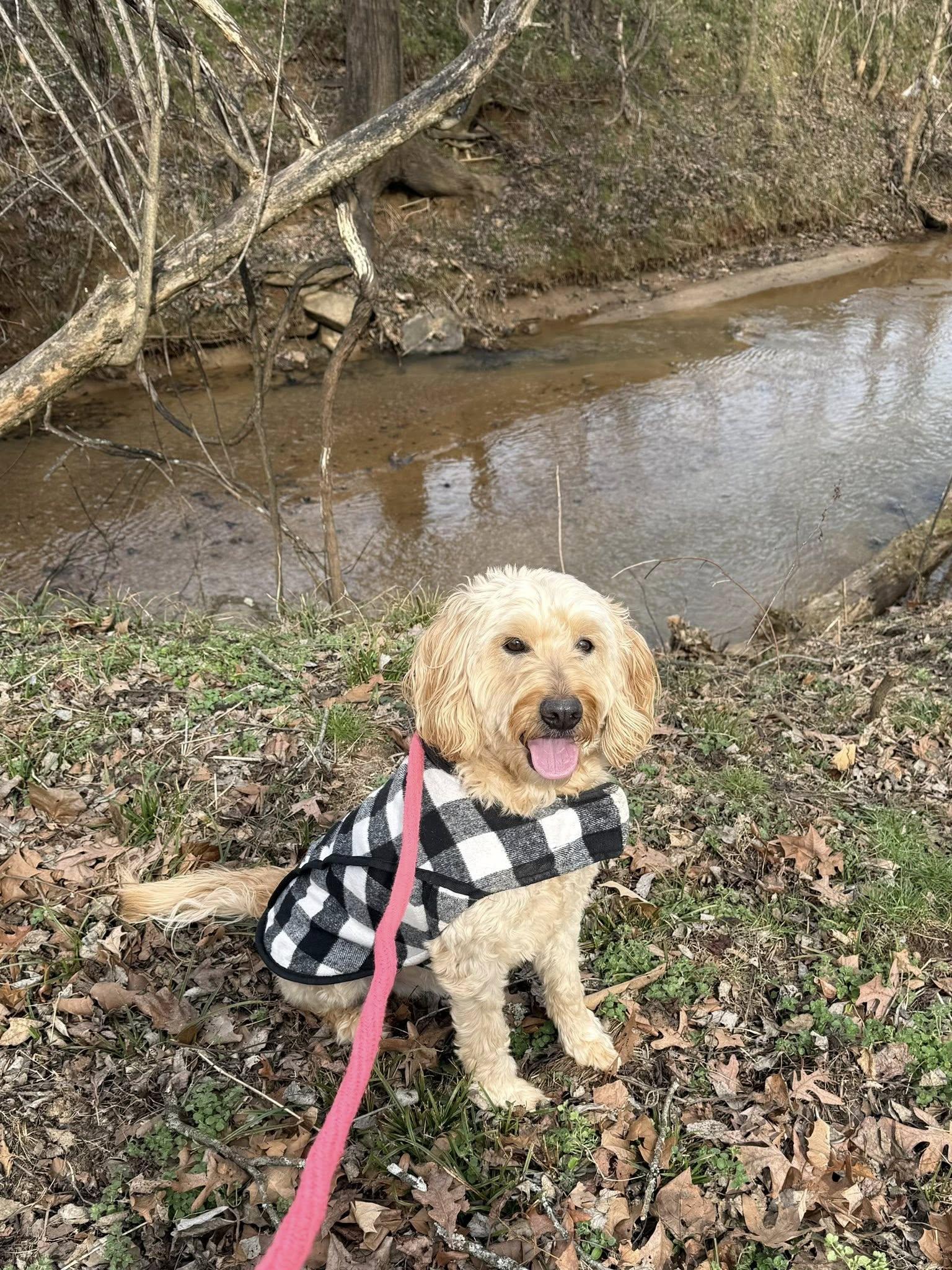 Enlarge Watson, an adopted Goldendoodle in Salisbury, NC image 1/5