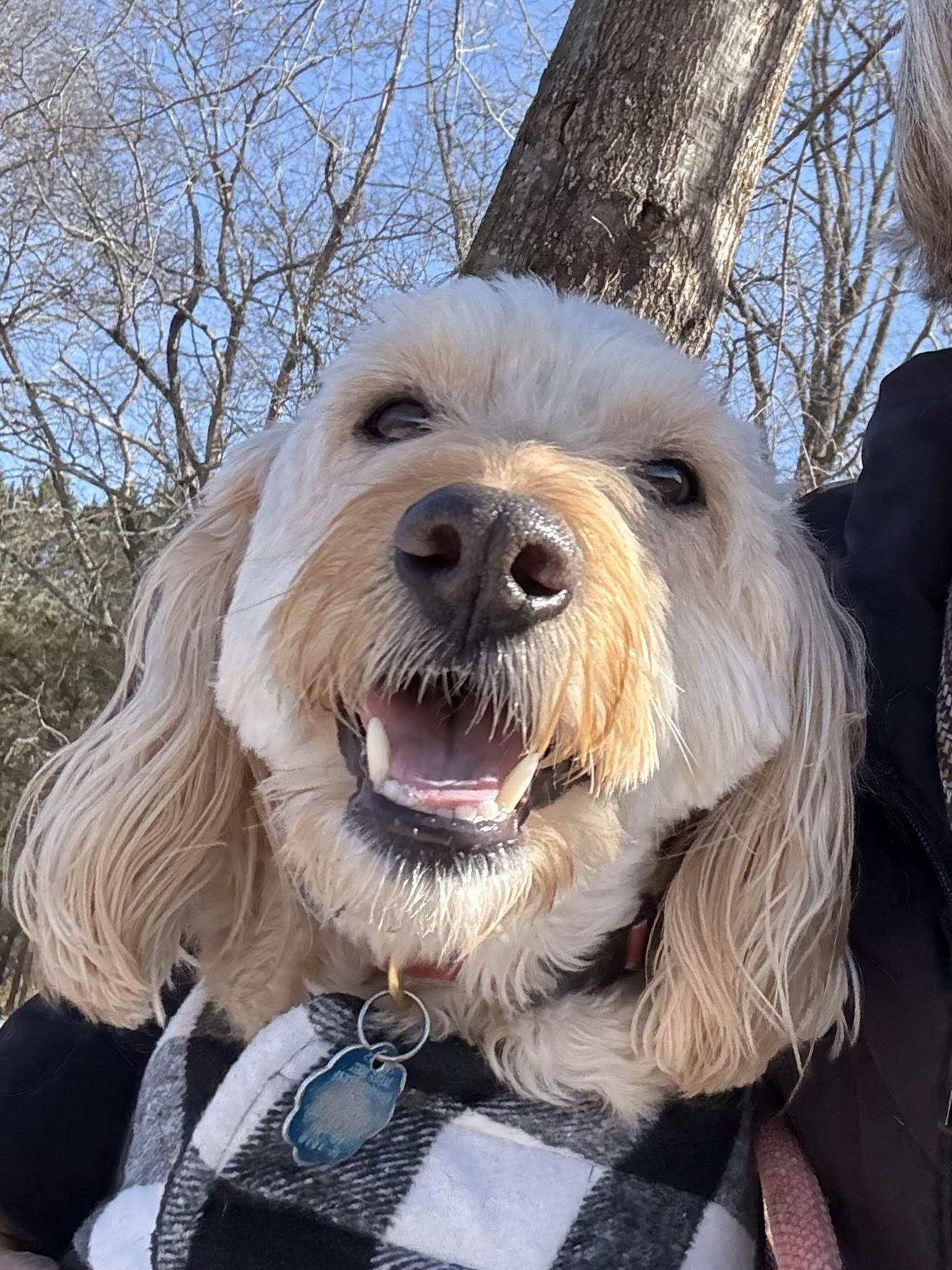 Enlarge Watson, an adopted Goldendoodle in Salisbury, NC image 2/5