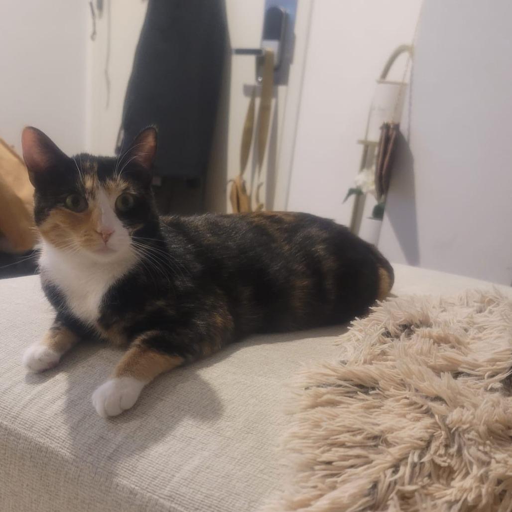 Enlarge Spice, a Adoptable Domestic Short Hair in Middle Village, NY image 1/4