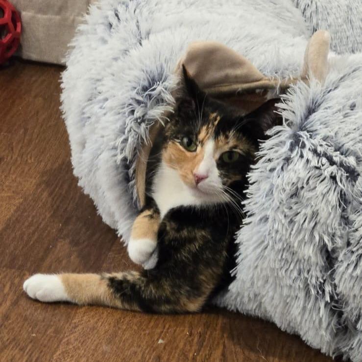Enlarge Spice, a Adoptable Domestic Short Hair in Middle Village, NY image 2/4