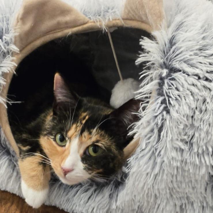 Enlarge Spice, a Adoptable Domestic Short Hair in Middle Village, NY image 3/4