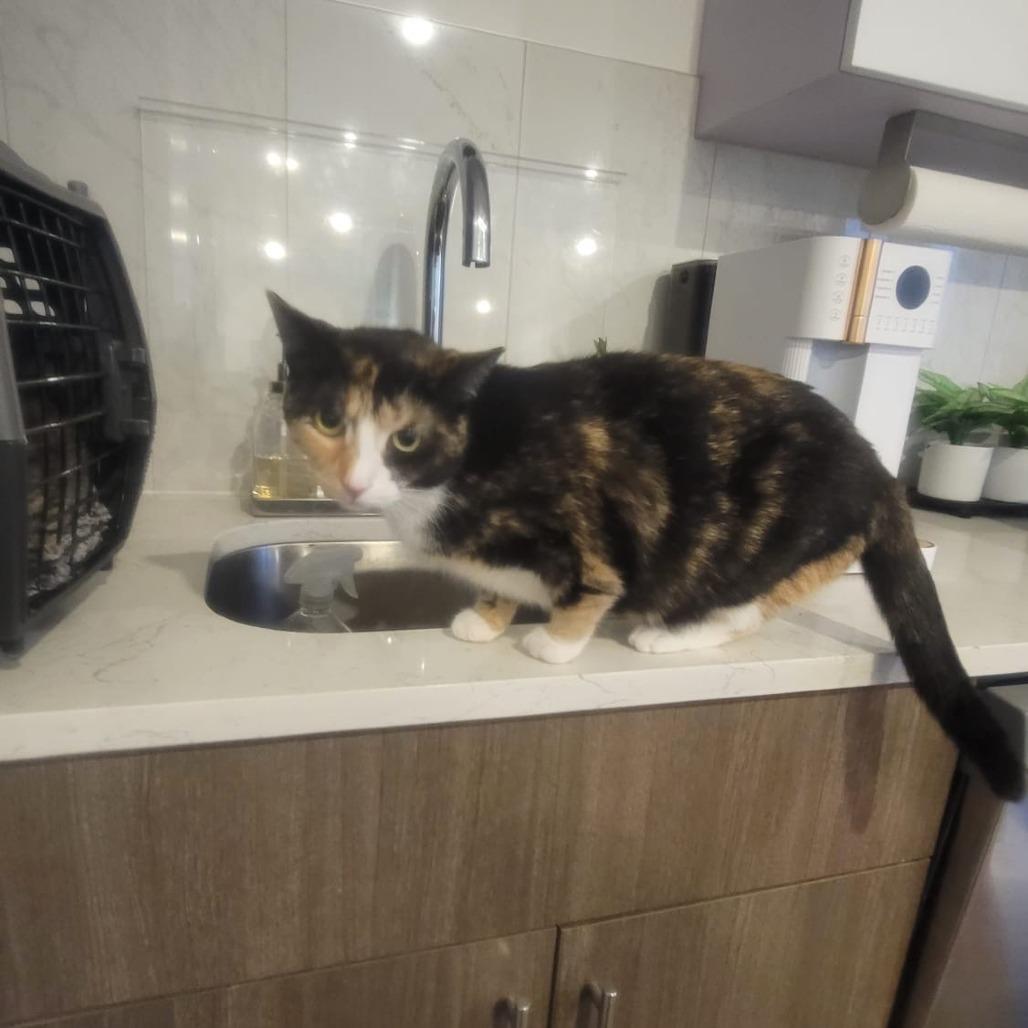 Enlarge Spice, a Adoptable Domestic Short Hair in Middle Village, NY image 4/4