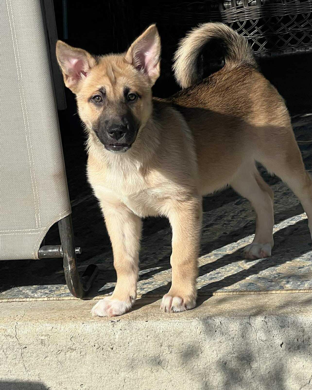 Enlarge Poppi, an adopted mixed breed in Valdosta, GA image 1/1