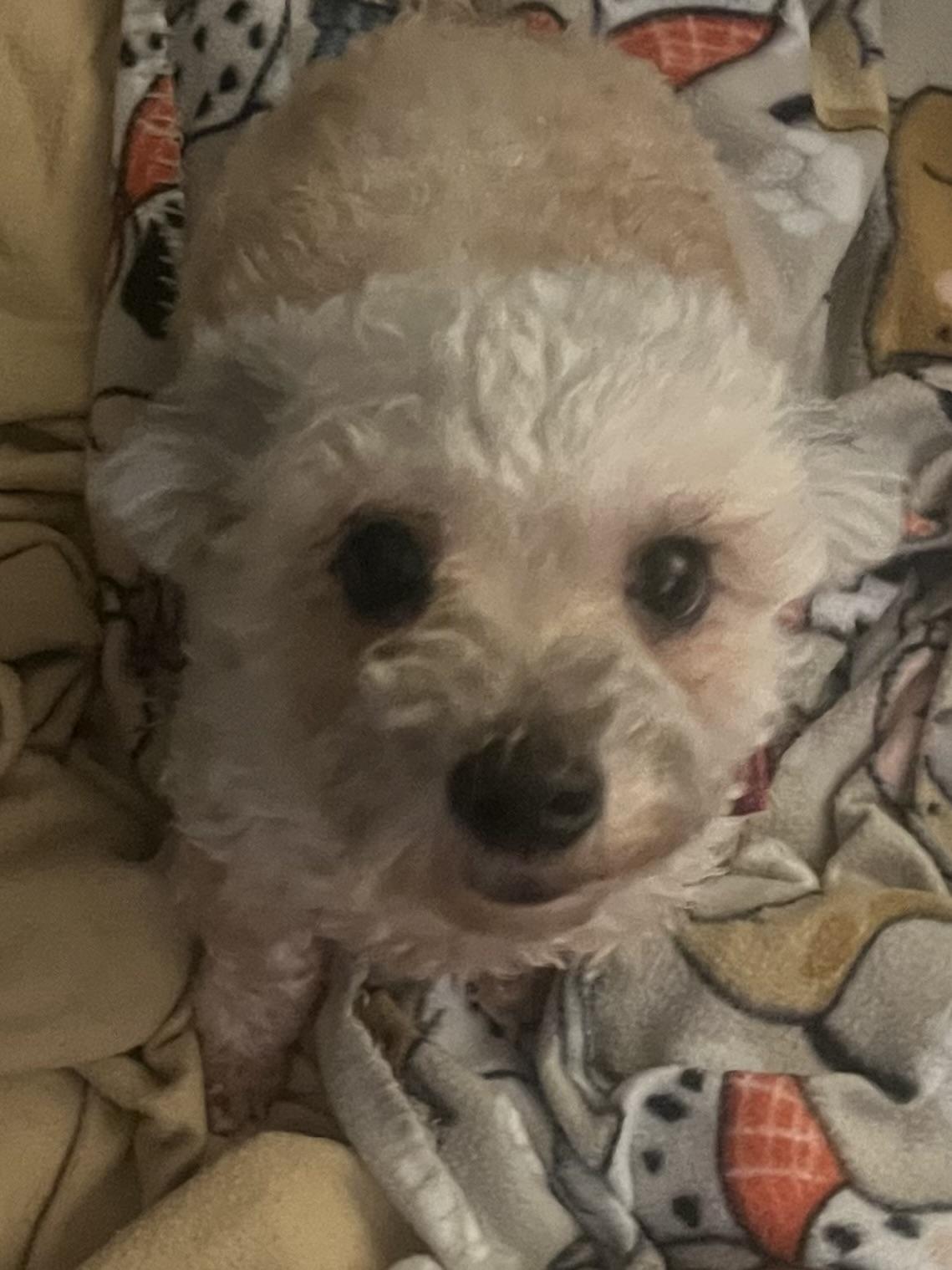  Bella, ADOPTABLE, Adult Female Maltese.