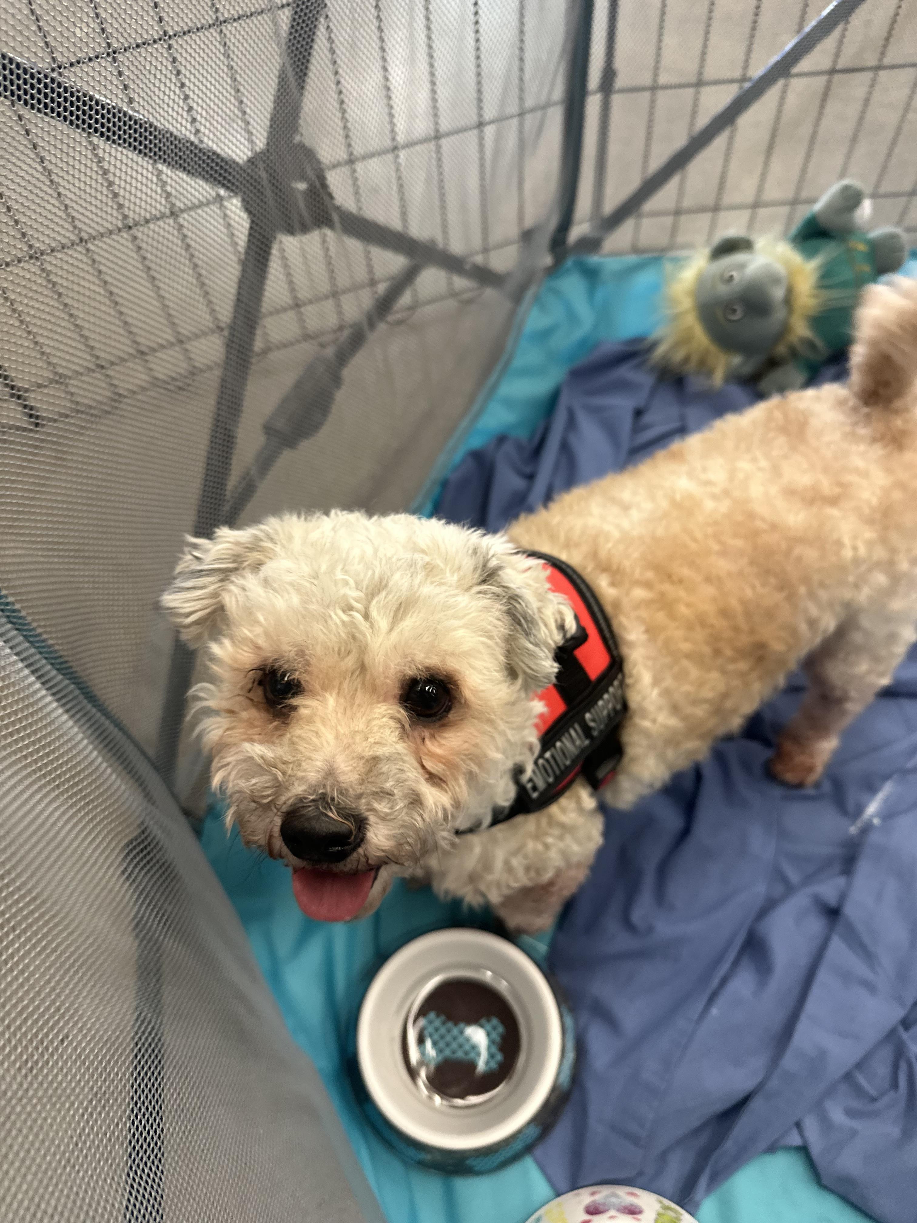 Enlarge  Bella, a ADOPTABLE Maltese in Tonopah, AZ image 2/3