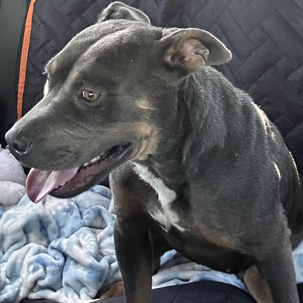 Lola, Adoptable, Adult Female American Bulldog & Pit Bull Terrier.