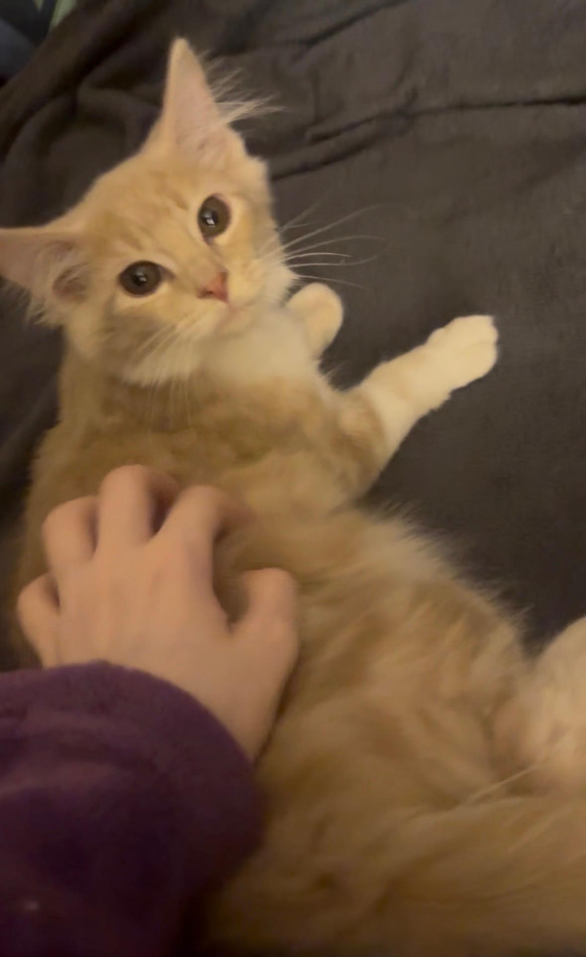 Catstella, an adopted Domestic Long Hair in Elizabeth, PA image 5/5