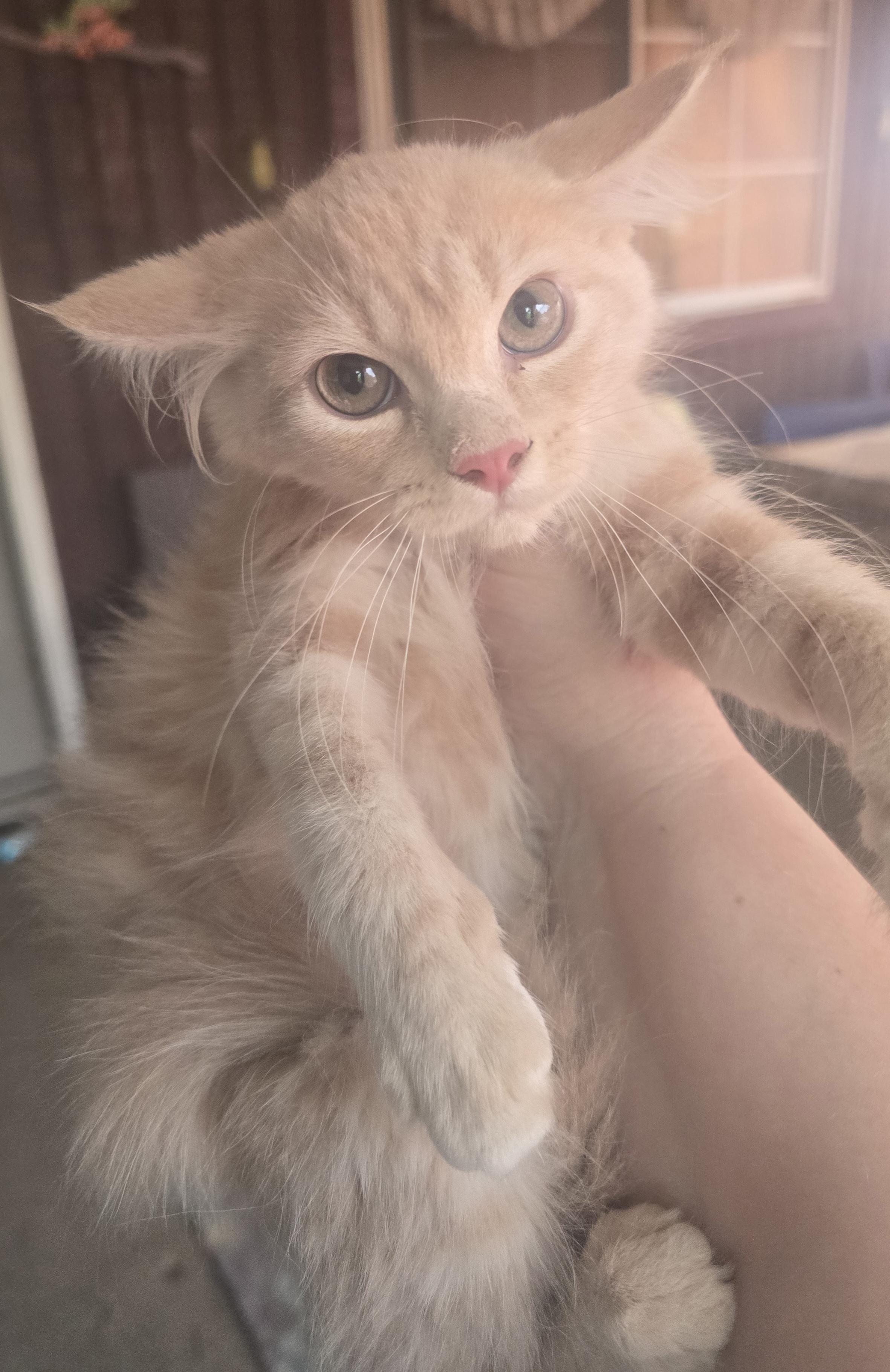 Catstella, an adopted Domestic Long Hair in Elizabeth, PA image 2/5