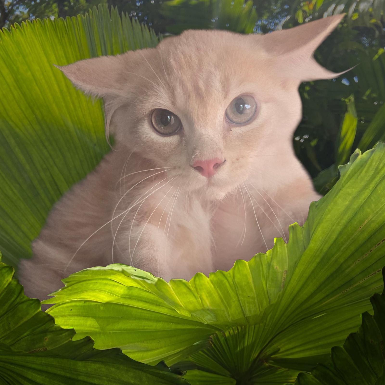 Catstella, adopted, Kitten Female Domestic Long Hair.