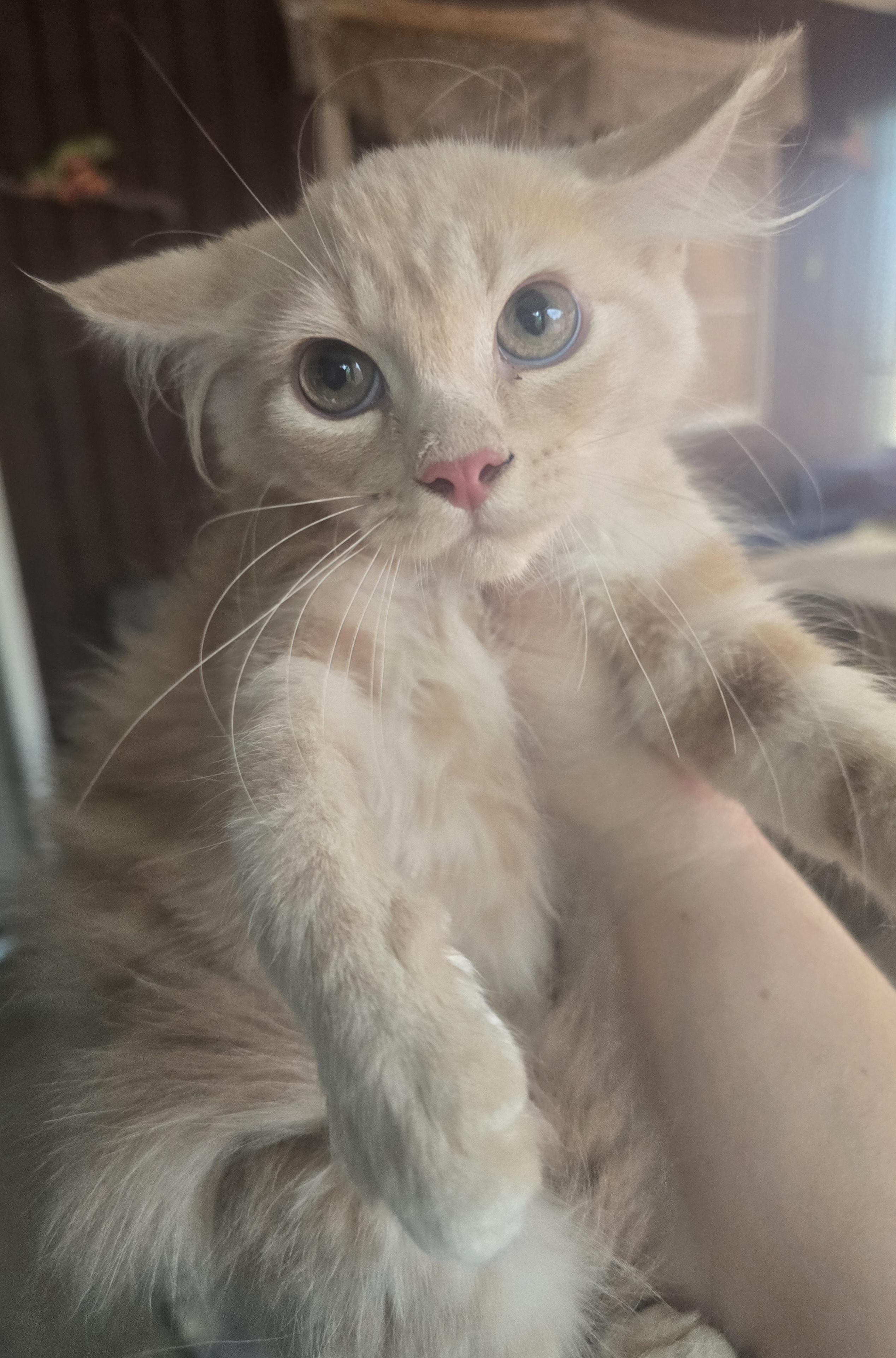 Catstella, an adopted Domestic Long Hair in Elizabeth, PA image 3/5