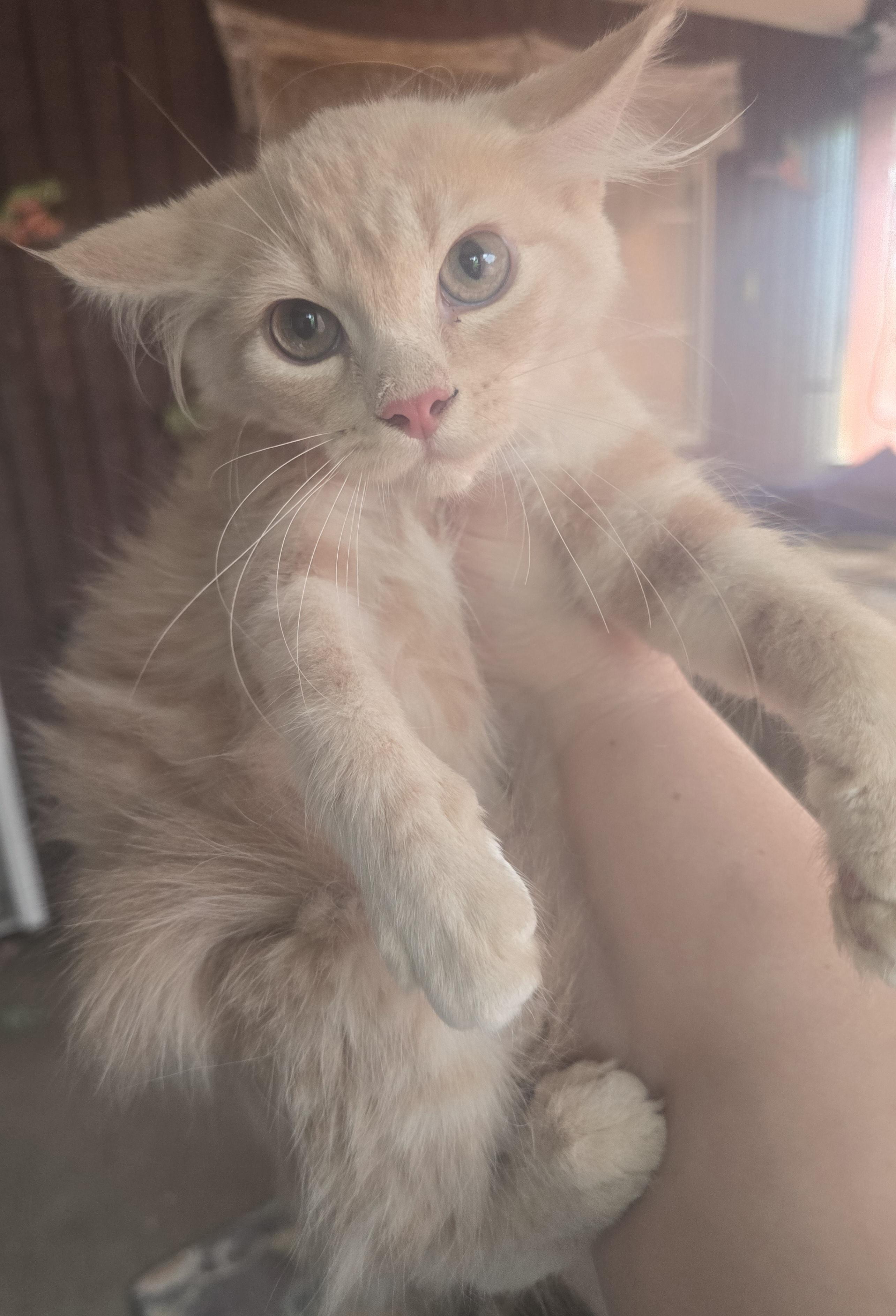 Catstella, an adopted Domestic Long Hair in Elizabeth, PA image 4/5