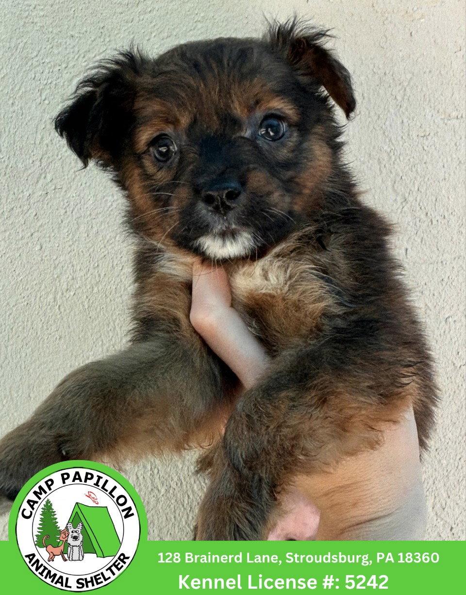 Lizzie, Adoptable, Puppy Female Australian Shepherd & Bernese Mountain Dog.