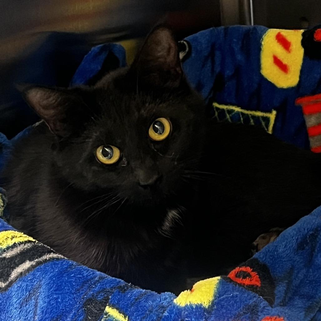 Barn Cat 3, Adoptable, Adult Female Domestic Short Hair.