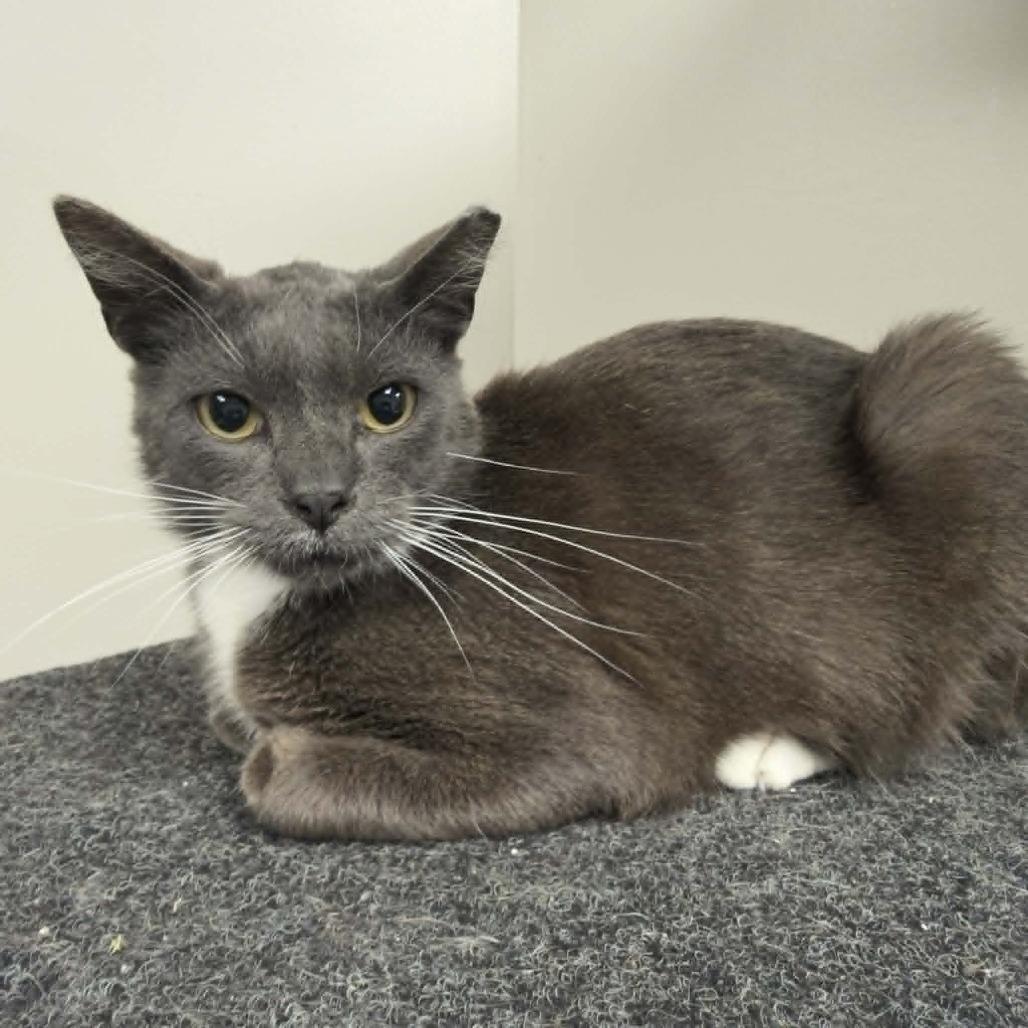 Enlarge Mortimer, a Adoptable Domestic Short Hair in Wichita, KS image 1/5