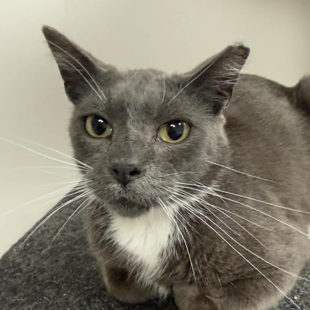 Enlarge Mortimer, a Adoptable Domestic Short Hair in Wichita, KS image 2/5