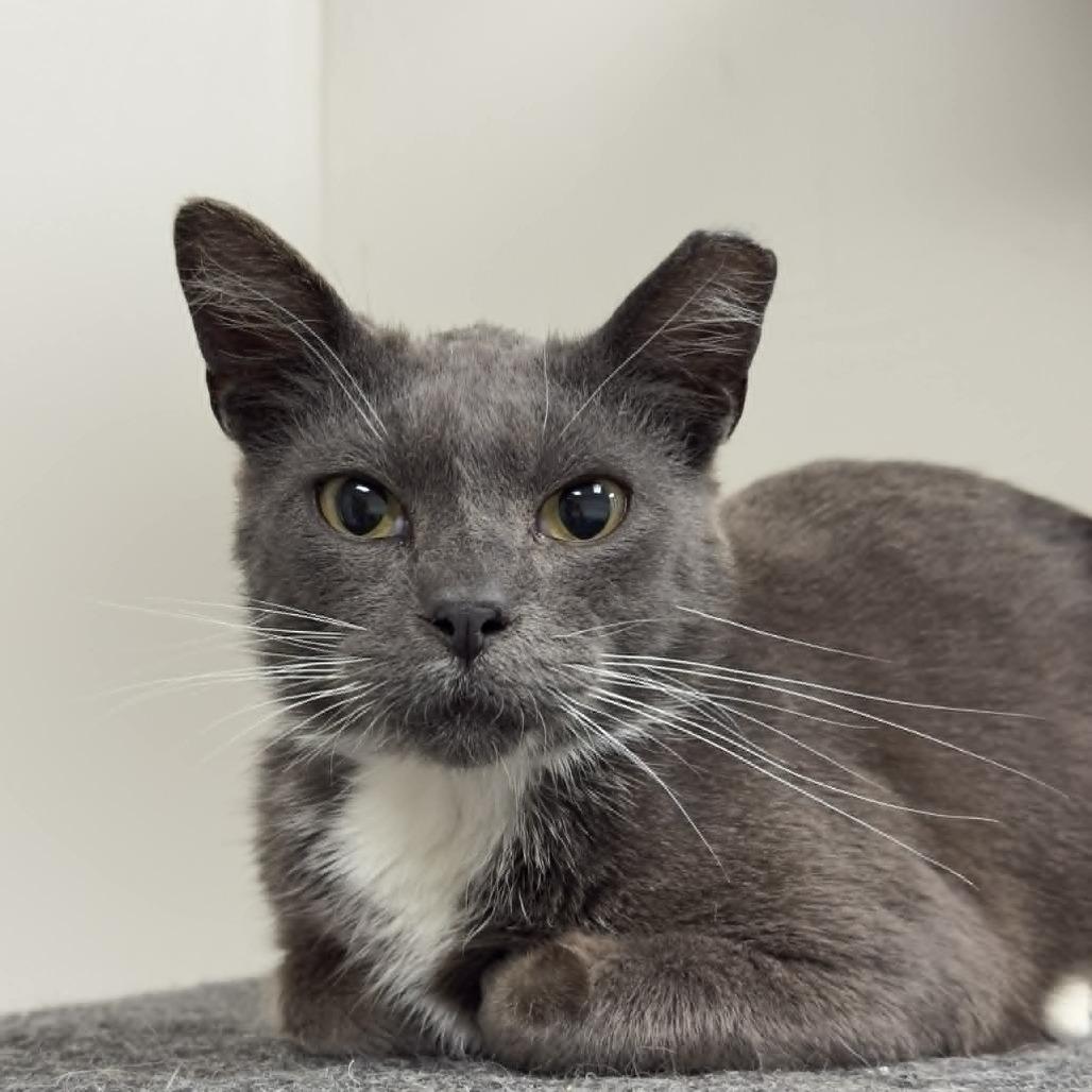 Enlarge Mortimer, a Adoptable Domestic Short Hair in Wichita, KS image 3/5