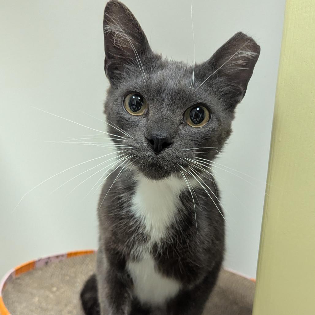 Enlarge Mortimer, a Adoptable Domestic Short Hair in Wichita, KS image 4/5