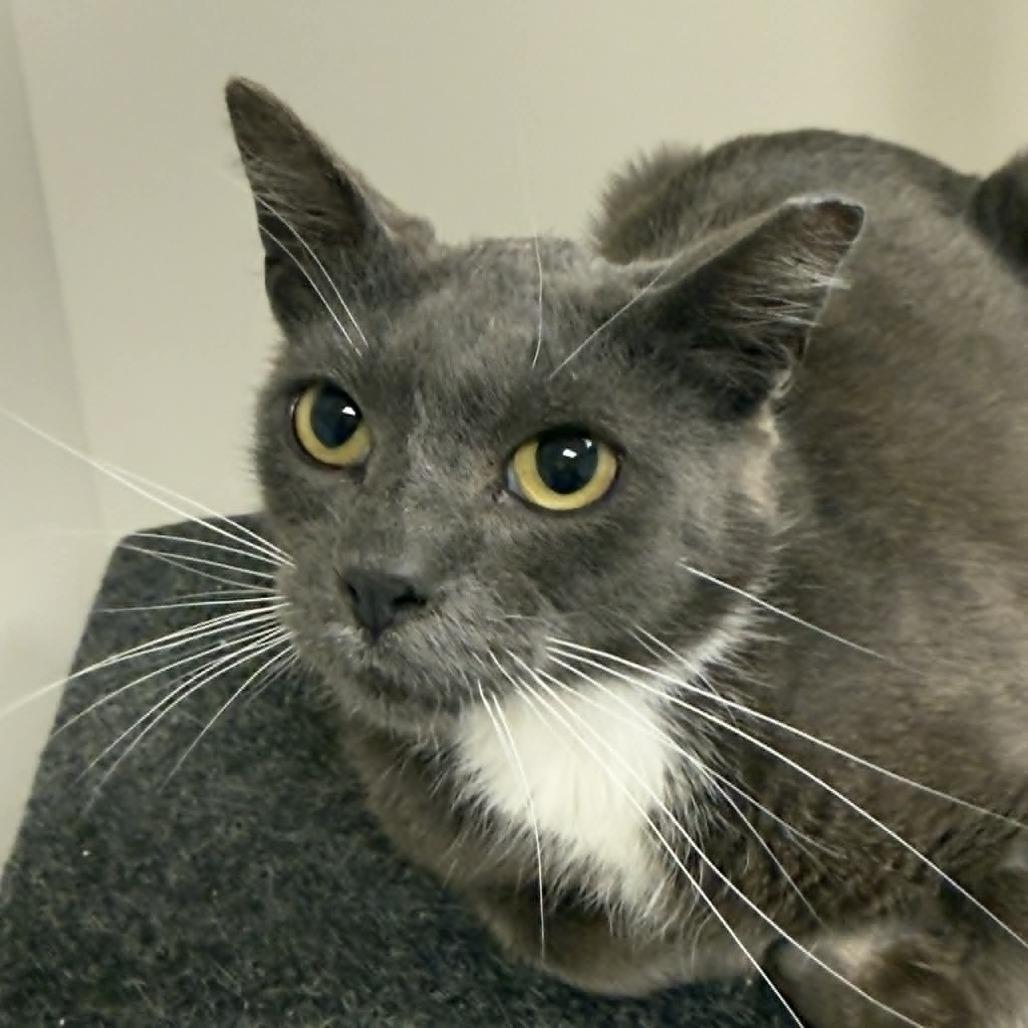 Enlarge Mortimer, a Adoptable Domestic Short Hair in Wichita, KS image 5/5