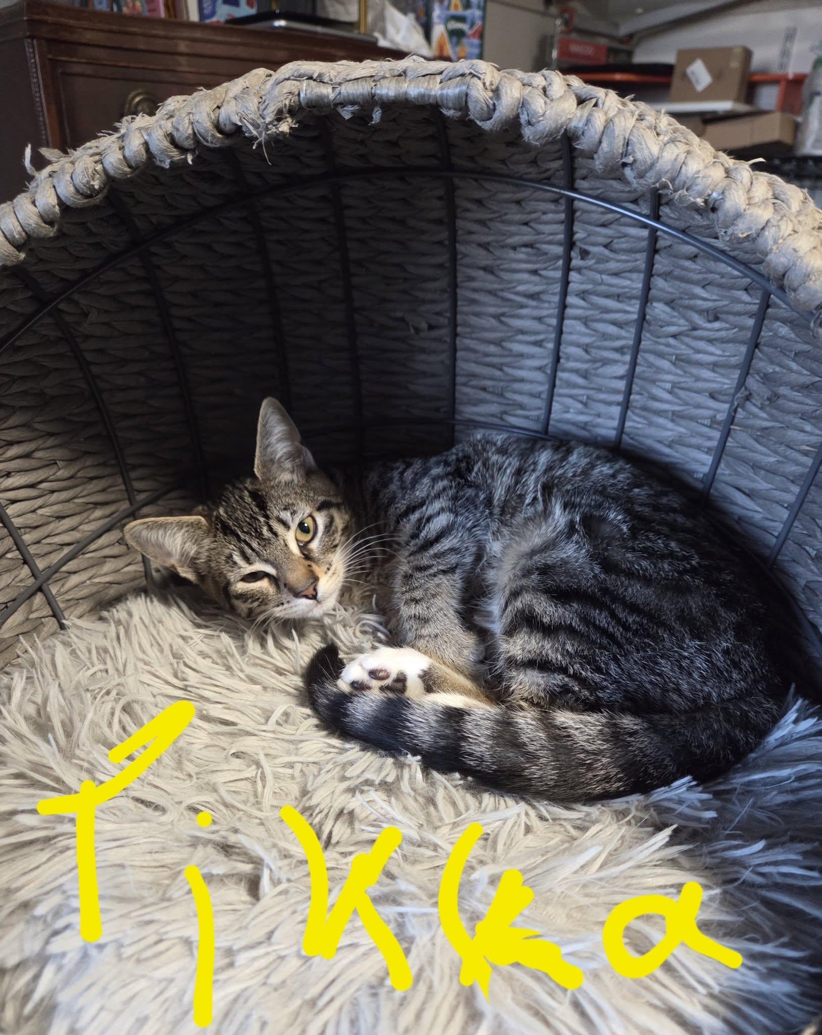 Tikka Masala, Adoptable, Kitten Female Domestic Short Hair.