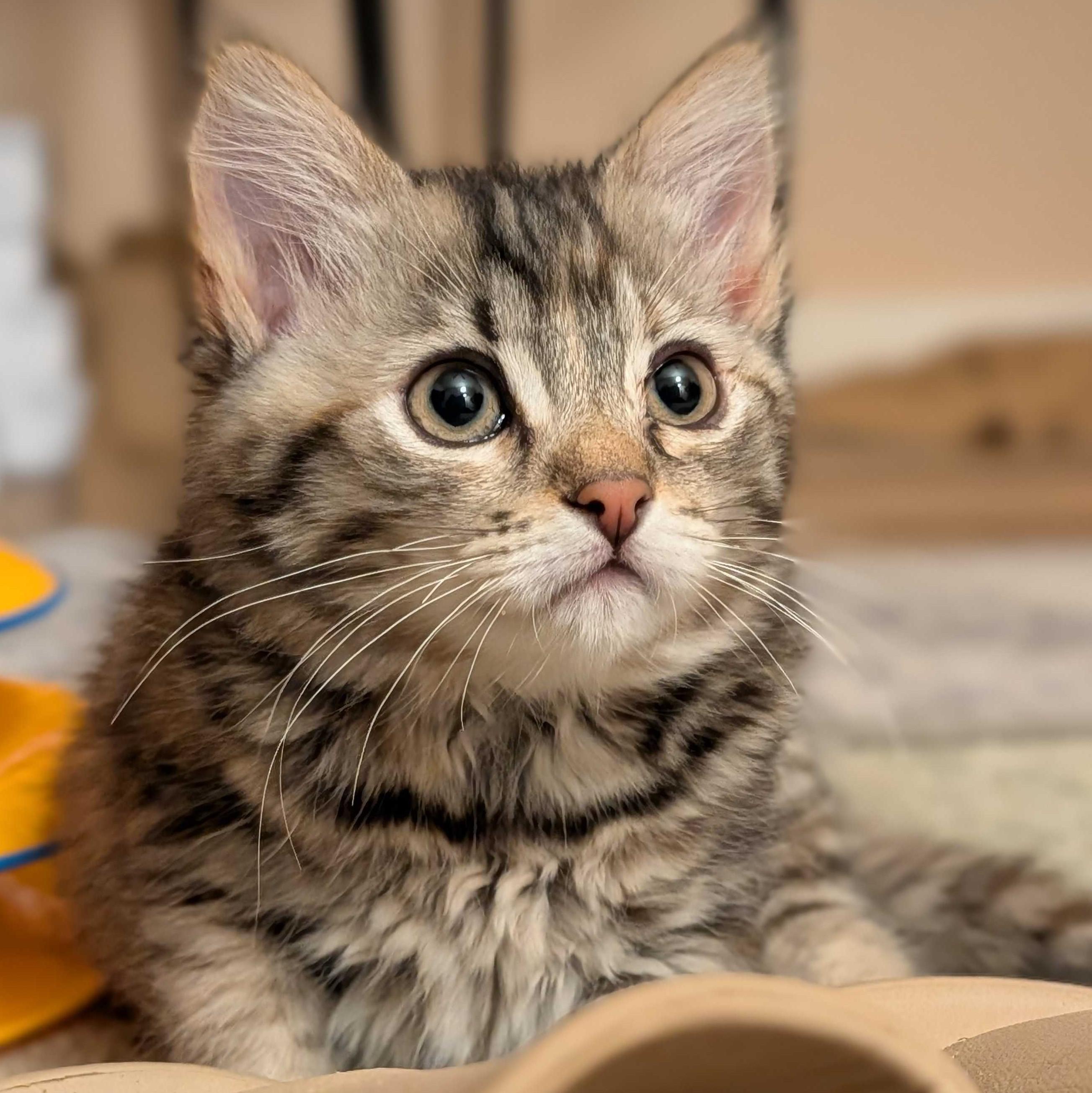Meeny, a Adoptable mixed breed in Wilsonville, OR image 1/3