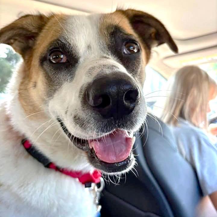 Odell, Adoptable, Senior Male Labrador Retriever.