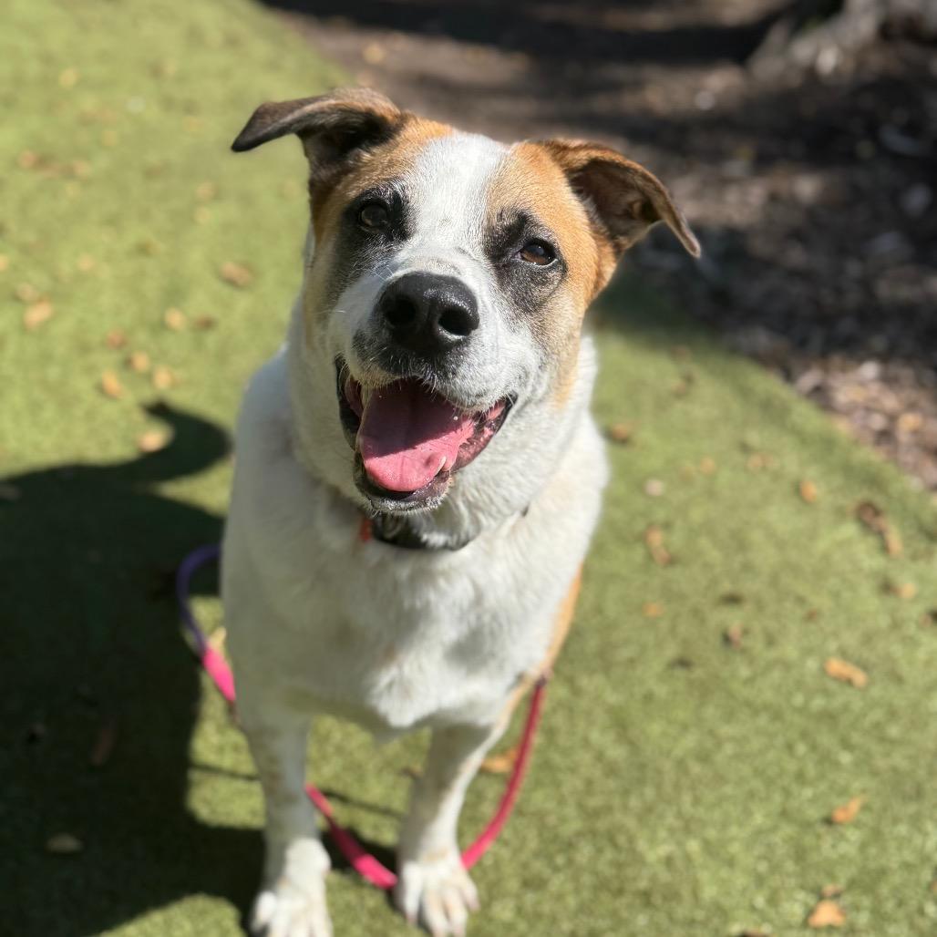 Odell — thumbnail 4