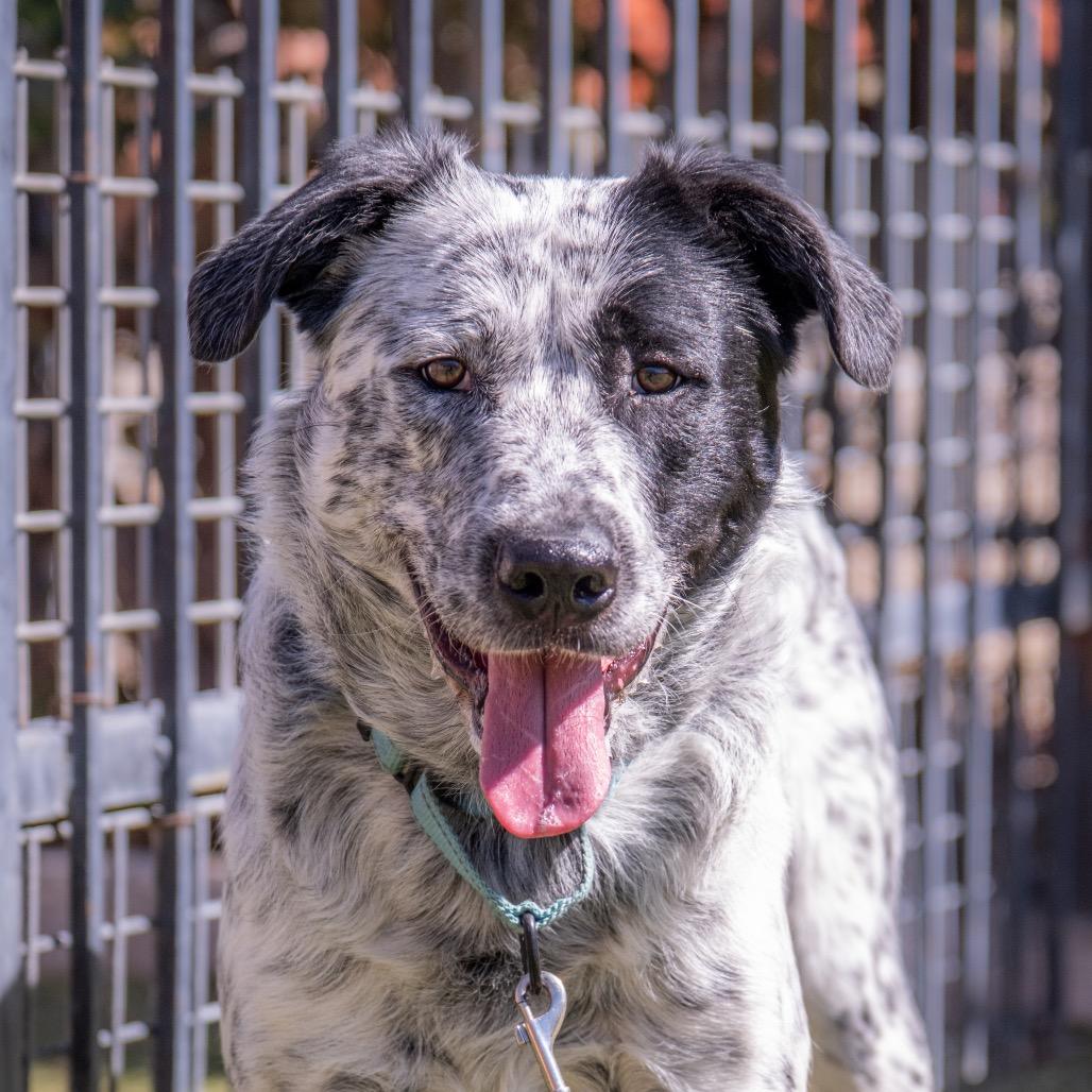 Enlarge Jaeger, a Adoptable mixed breed in Albuquerque, NM image 1/6