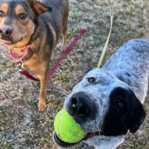 Enlarge Jaeger, a Adoptable mixed breed in Albuquerque, NM image 2/6