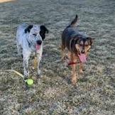 Enlarge Jaeger, a Adoptable mixed breed in Albuquerque, NM image 3/6
