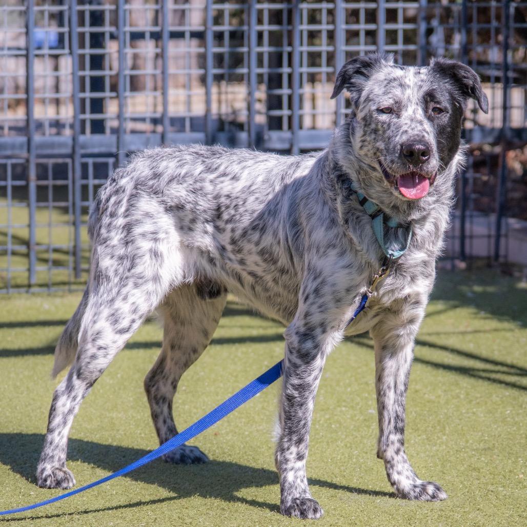 Enlarge Jaeger, a Adoptable mixed breed in Albuquerque, NM image 4/6