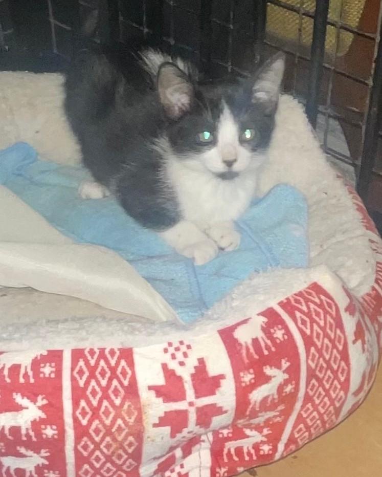 Oreo, a ADOPTABLE Domestic Short Hair in New Orleans, LA image 2/2