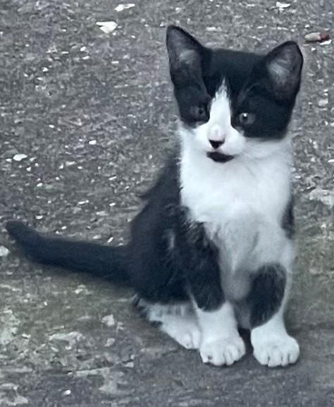 Oreo, ADOPTABLE, Kitten Male Domestic Short Hair.